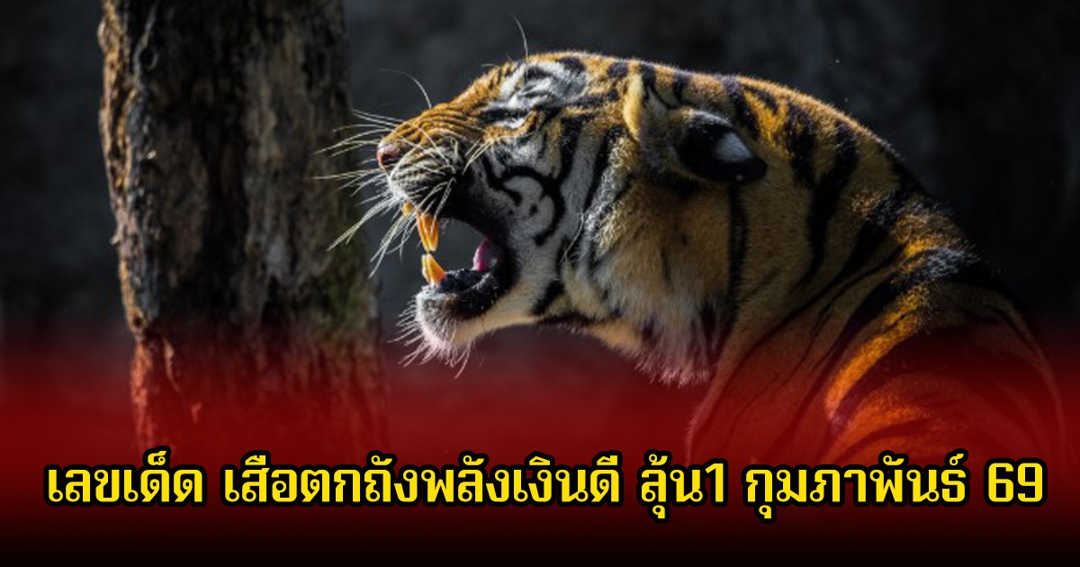 เลขเด็ด เสือตกถังพลังเงินดี หลังงวดที่แล้วเข้าเต็มๆ ลุ้นต่อวันที่ 1 กุมภาพันธ์ 69
