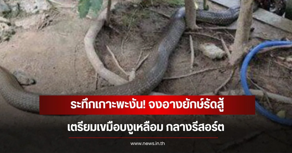 ระทึกเกาะพะงัน! จงอางยักษ์รัดสู้ เตรียมเขมือบงูเหลือม กลางรีสอร์ต