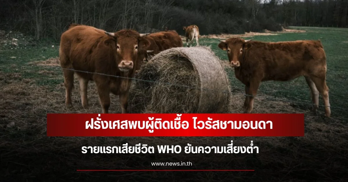 ฝรั่งเศสพบผู้ติดเชื้อ ไวรัสชามอนดา รายแรกเสียชีวิต WHO ยันความเสี่ยงต่ำ