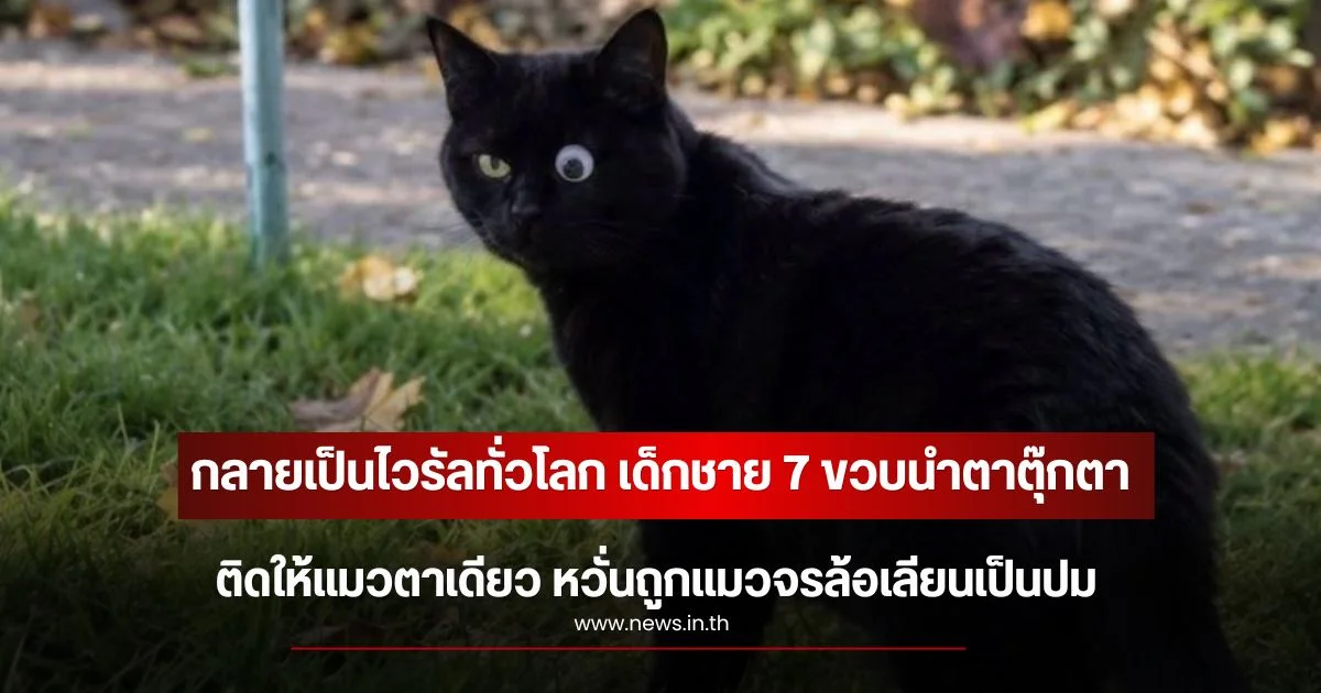 กลายเป็นไวรัลทั่วโลก หนูน้อย 7 ขวบนำตาตุ๊กตา ติดให้แมวตาเดียว หวั่นถูกแมวจรล้อเลียนเป็นปม